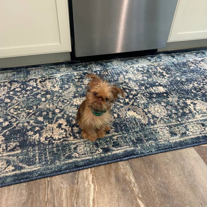 Un Griffon Bruxellois assis sur un tapis et portant un collier autour du cou