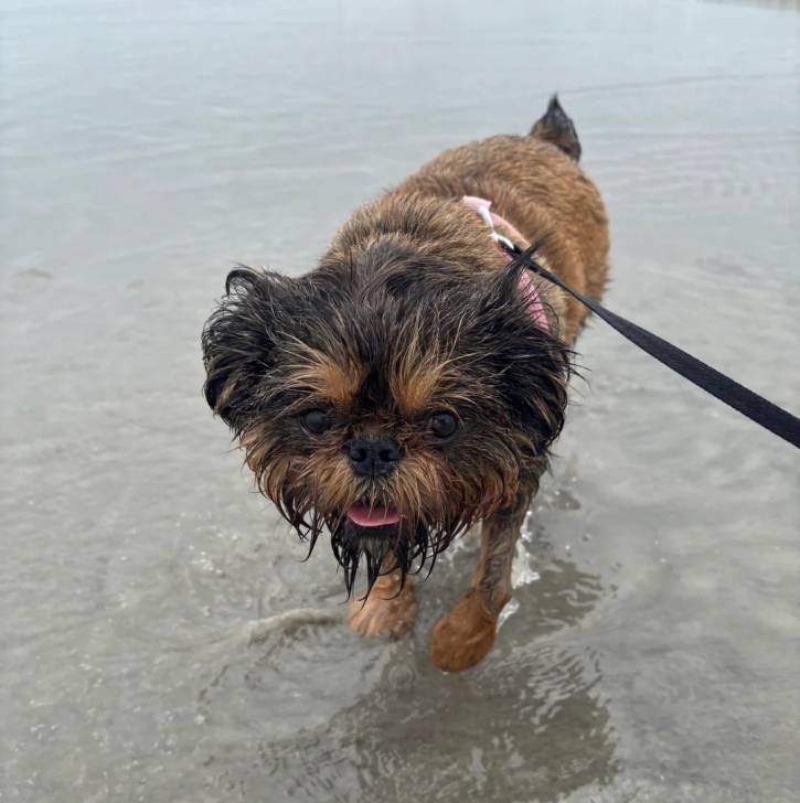 Un Griffon Bruxellois dans l'eau et qui est tenu en laisse 