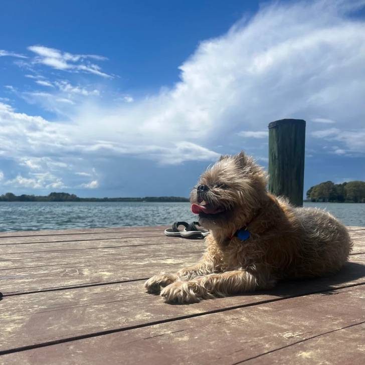 Un Griffon Bruxellois allongé sur un ponton et portant un collier autour du cou