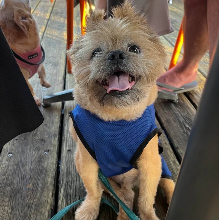Un Griffon Bruxellois tirant la langue et qui est tenu en laisse 