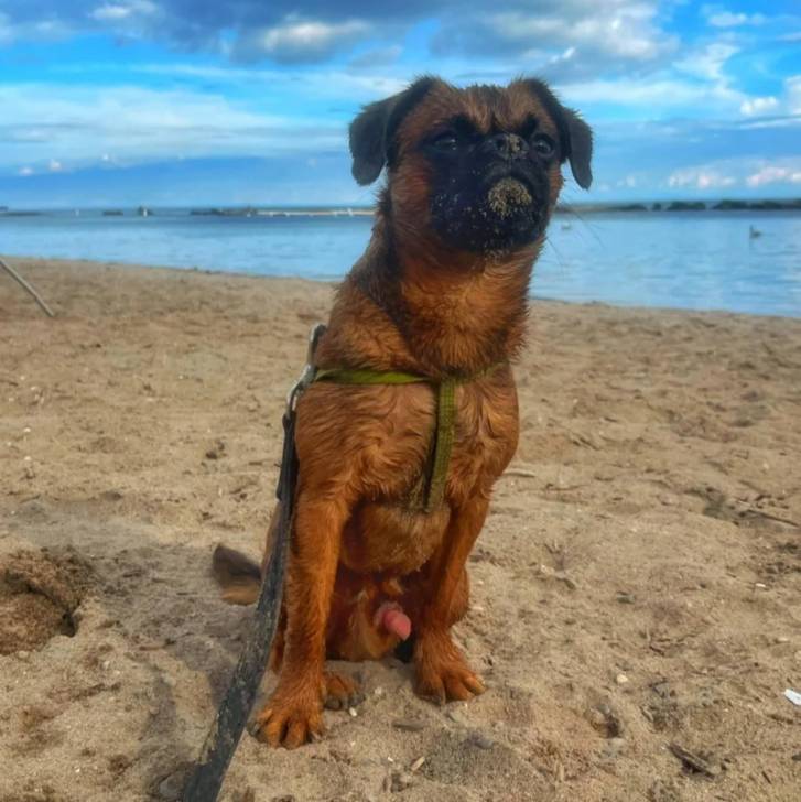 Un Griffon Bruxellois assis sur une surface sableuse et qui est tenu en laisse 