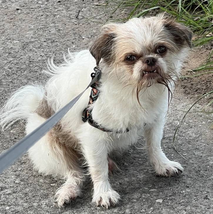 Un Griffon Bruxellois regardant vers la caméra et qui est tenu en laisse 