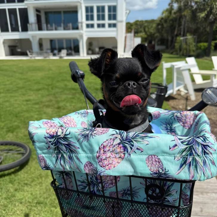 Un Griffon Bruxellois dans le panier d'un vélo et tirant la langue 
