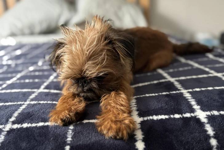 Un Griffon Bruxellois allongé sur un lit et semblant dormir 