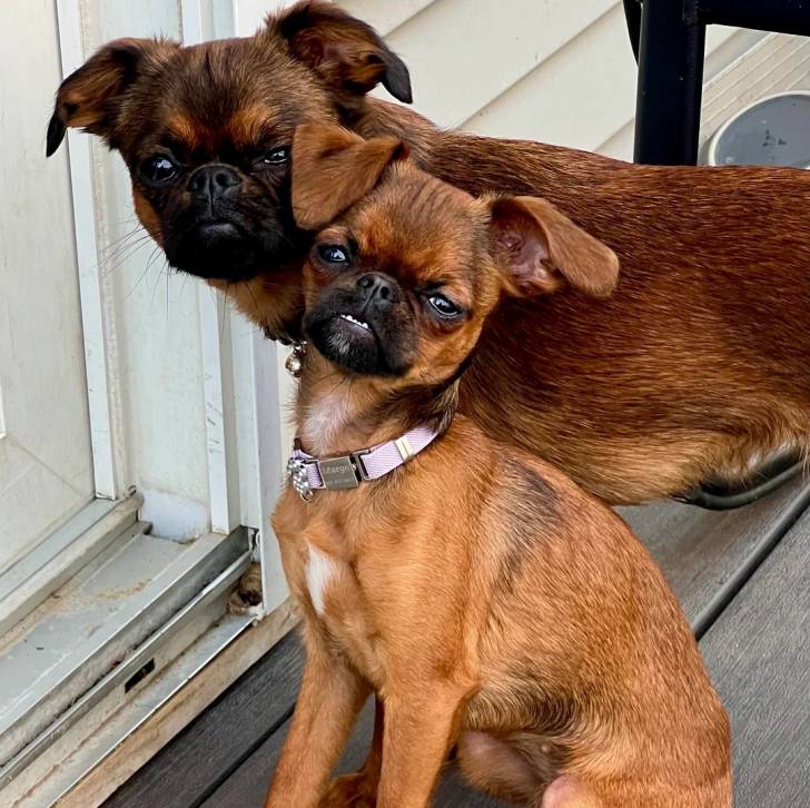 Deux Griffon Bruxellois sur un plancher et portant tous deux un collier autour de leurs cous