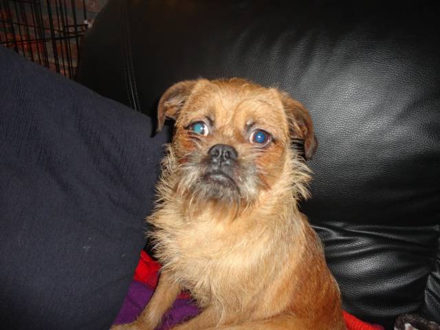 griffon bruxellois - Griffon Bruxellois