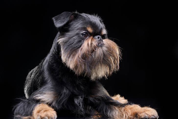 Photo Griffon Bruxellois