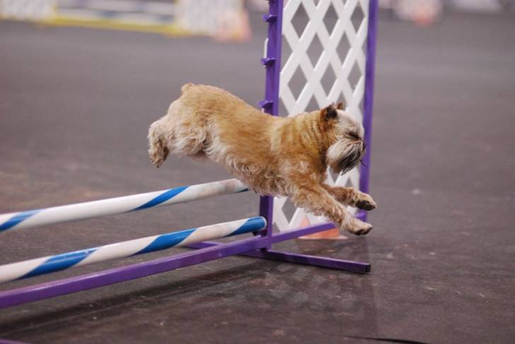 Photo Griffon Bruxellois