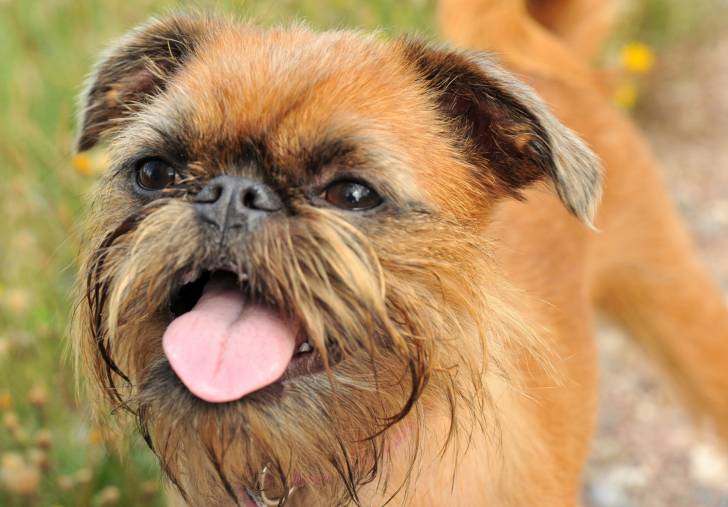 Photo Griffon Bruxellois