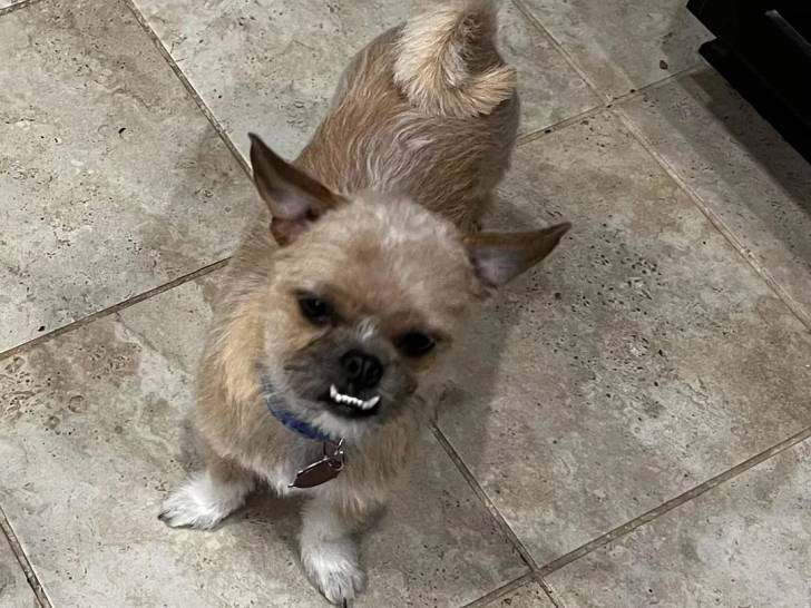 Un Griffon Bruxellois sur un sol carrelé et portant un collier autour du cou