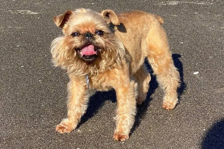 Un Griffon Bruxellois sur une surface bitumée et portant un collier autour du cou