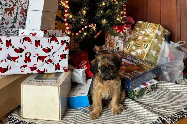 Un Griffon Bruxellois assis devant un arbre de Noël