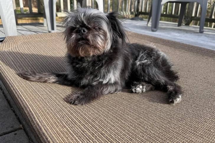 Un Griffon Bruxellois allongé sur un transat et semblant détendu 