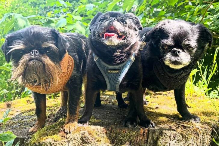 Trois Griffon Bruxellois sur un tronc d'arbre et portant tous les trois un harnais 
