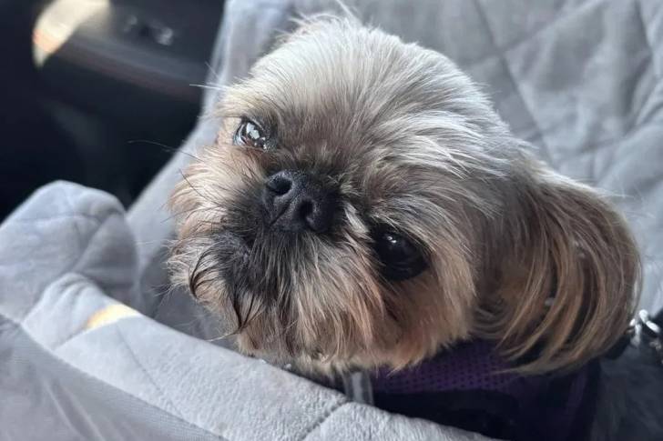 Un Griffon Bruxellois portant un harnais et regardant vers la caméra 