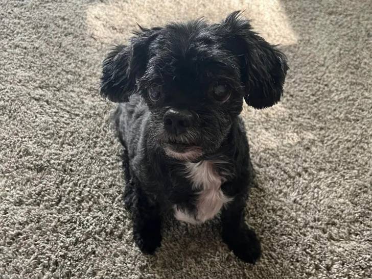 Un Griffon Bruxellois assis sur une moquette et semlant détendu 