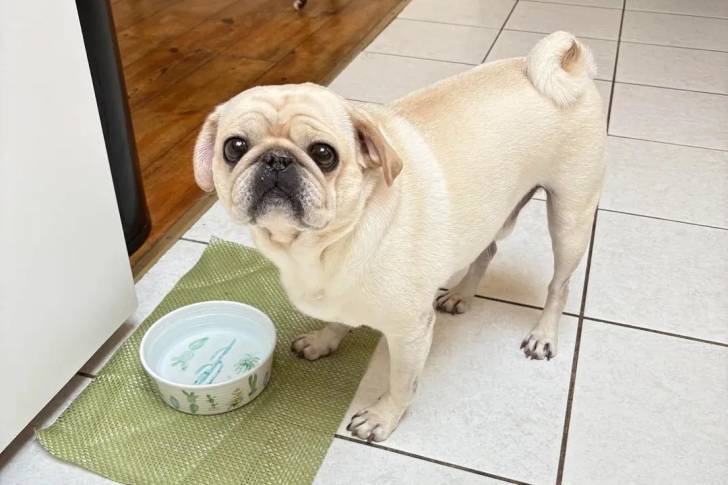Un Griffon Bruxellois sur un sol carrelé 