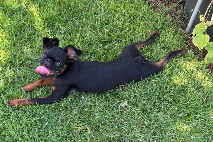 Un Griffon Bruxellois allongé sur une surface gazonnée et tirant la langue 