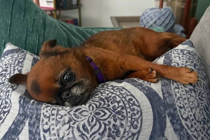 Un Griffon Bruxellois allongé sur un canapé et portant un harnais 