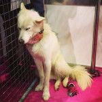 Photo Esquimau Canadien