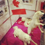 Photo Esquimau Canadien