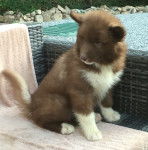 Photo Esquimau Canadien