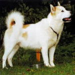 Photo Esquimau Canadien