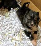 Photo Esquimau Canadien