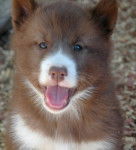 Photo Esquimau Canadien