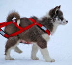 Photo Esquimau Canadien