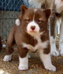 Photo Esquimau Canadien