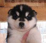 Photo Esquimau Canadien