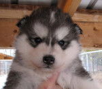 Photo Esquimau Canadien