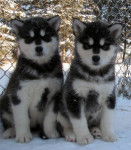 Photo Esquimau Canadien