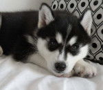 Photo Esquimau Canadien