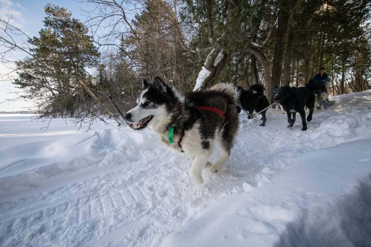 Photo Esquimau Canadien