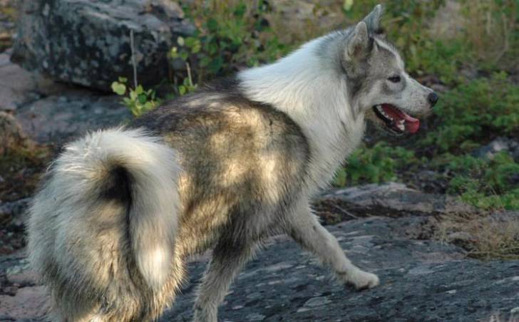 Photo Esquimau Canadien