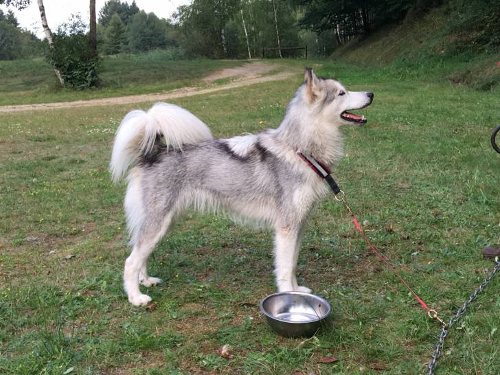 Photo Esquimau Canadien