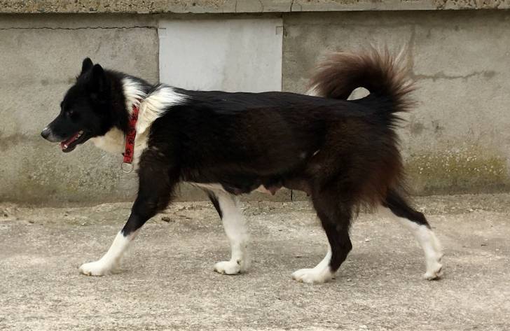 Photo Esquimau Canadien