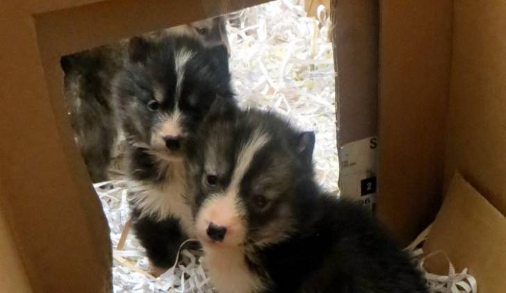 Photo Esquimau Canadien