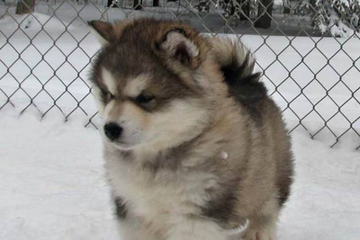 Photo Esquimau Canadien