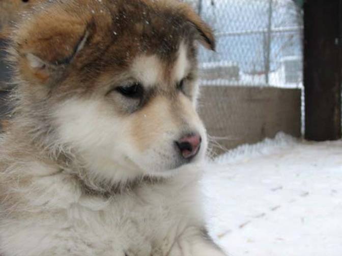 Photo Esquimau Canadien