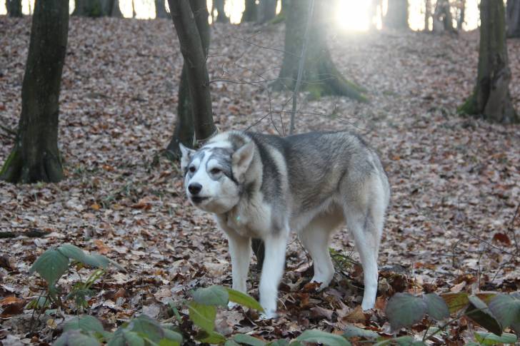 Photo Esquimau Canadien