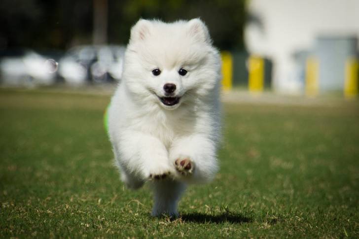 Photo Esquimau Canadien