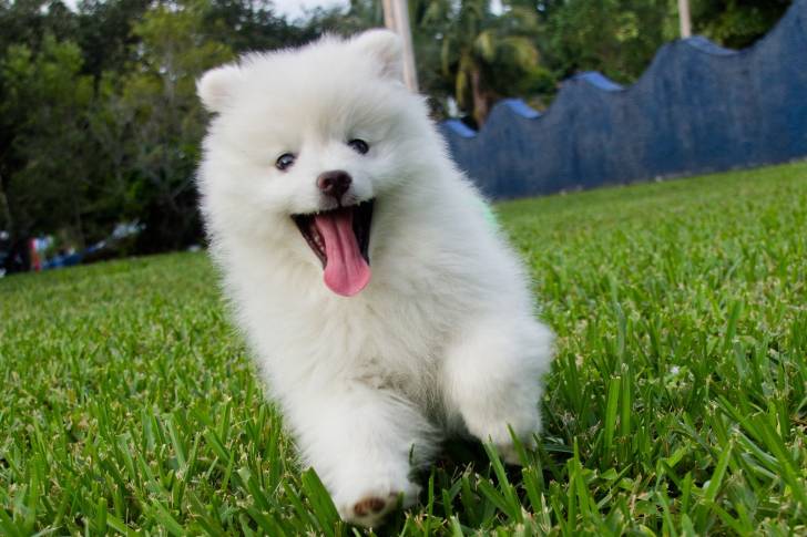 Photo Esquimau Canadien