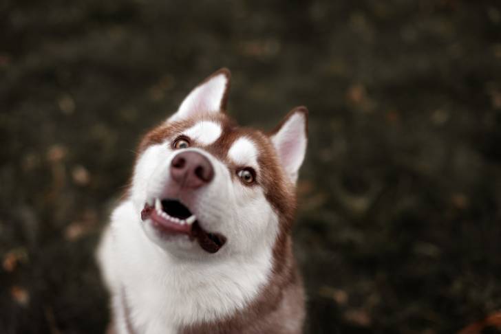 Photo Esquimau Canadien