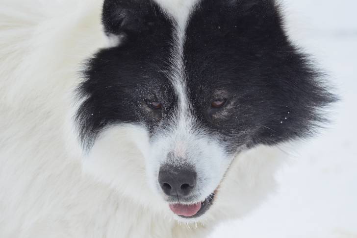 Photo Esquimau Canadien