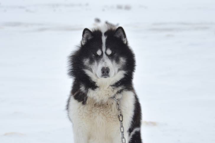 Photo Esquimau Canadien