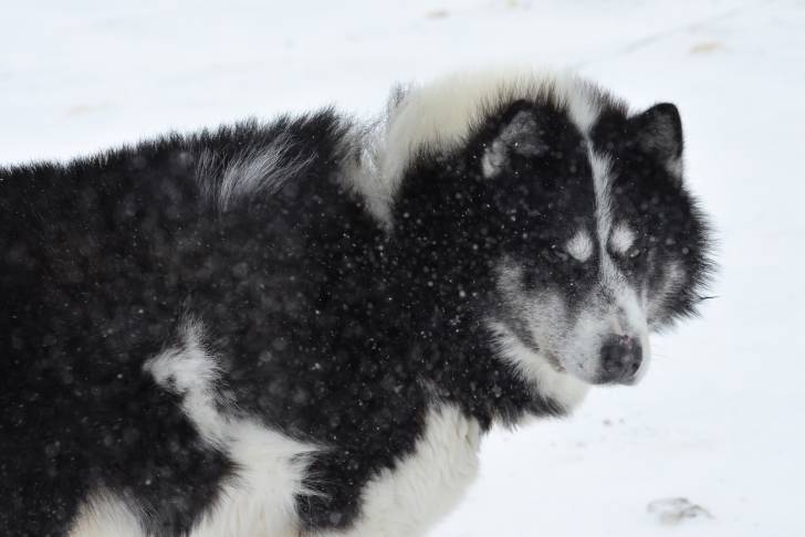 Un Esquimau Canadien noir et blanc sous la neige