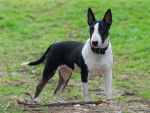 Bull terrier miniature - Bull Terrier Miniature